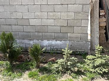 Ель/туя саженцы для озеленения - Хвойные декоративные растения в