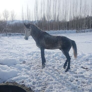 продаю в связи с переездом: Продаю | Жеребец | Для разведения — 2