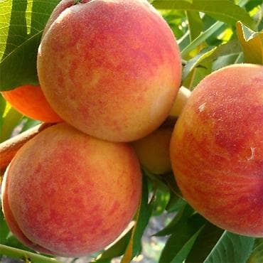 ящик для фруктов: Саженцы плодовых культур — лучшие сорта для вашего сада Ассортимент — 3