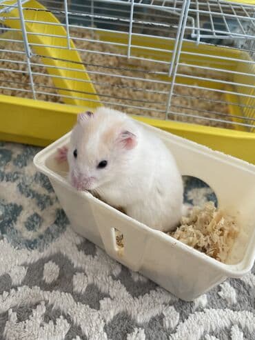 той терьер в добрые руки: Продаем джунгарского хомяка, мальчик, не шумный. Клетка 3-х этажная — 2