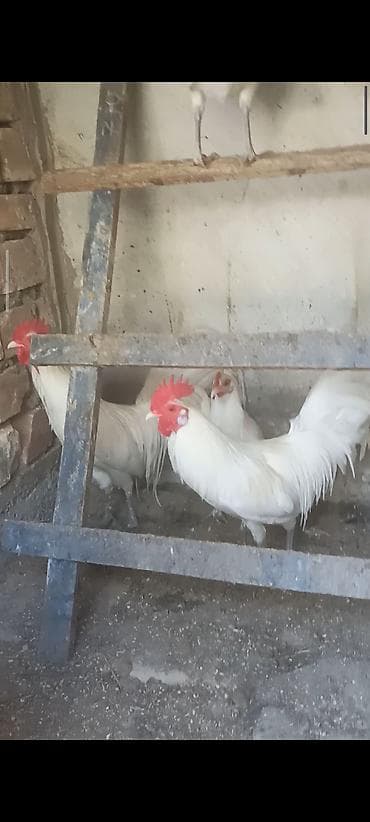 клетки для бройлера: Продаю | Куры | Для разведения — 1