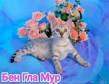 pitomnik temir: Бенгальская, 2 месяца, Девочка, Приучена к лотку, Проглистована, С документами — 4