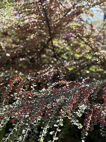 сдаю квартиру на иссык куле: Квартира, Альфа ЦО Радуга, Сары-Ой, Детская площадка, Парковка, стоянка, Охраняемая территория — 9