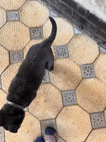 бельгийский овчарки: Щенок бельгийской овчарки, черный окрас. Небольшого размера, плотный — 3