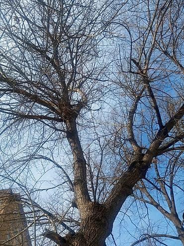 рубка дров цена: Отдам дерево даром — 2