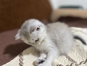 Другие животные: Скотиш Страйт (Шотландская прямоухая), 2 месяца, Девочка, Серебристая шиншилла, Приучена к лотку, Проглистована — 5