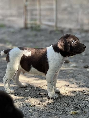 Продажа собак: Продаются породистые щенки курцхаара 🐾 Дата рождения: 29.03.2026 — 3