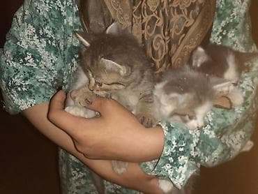 Котята, помёт из 4 малышей. - Окрас: серо-белые (несколько оттенков) — 6