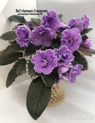 фиалки глоксинии: 🌱🌺🌱 Продаю сортовые ДЕТКИ стандартных фиалок🌱🌺🌱. Цены от 80-150 сом — 6