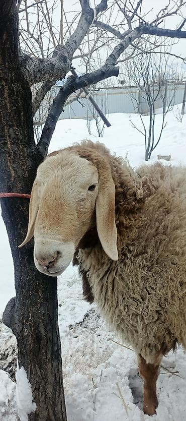 пирес чоп: Продаю | Баран (самец) | Арашан | Для разведения — 4