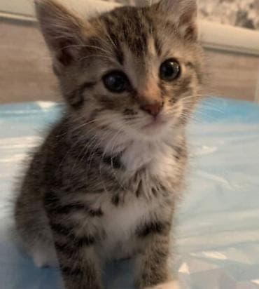 БЕСПЛАТНО Отдам срочно котят в добрые руки В лоток ходят, корм едят