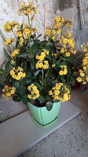 комнатные растения бишкек: Комнатные растения в горшках и укоренённые черенки. В набор входят: - — 1