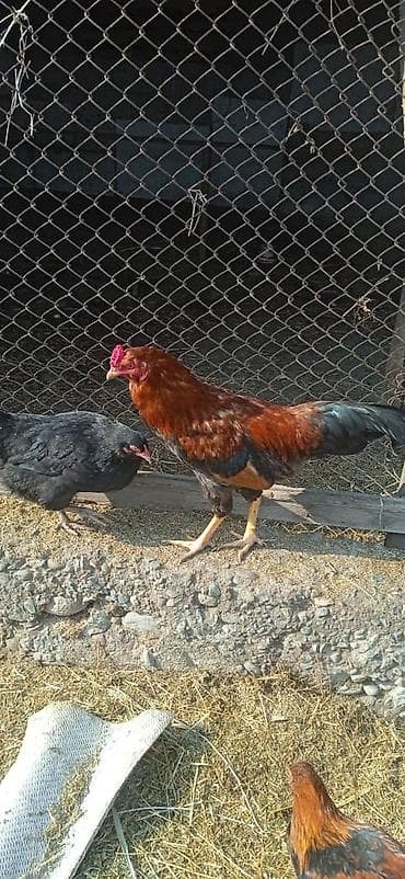 куры несушки каракол: Сатам | Короздор | Үй | Союуга — 6