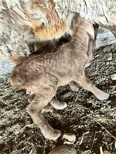 Ветеринар кызматы: Сатам | Козу | Көбөйтүү үчүн | Асыл тукумдуу — 4