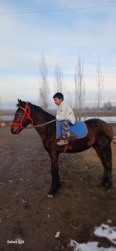 уйлар сатылат: Сатам | Байтал — 4