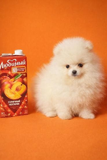 шпиц даром: Шпиц щенки с документамибелая(крем) девочка выразительные глазки - — 1