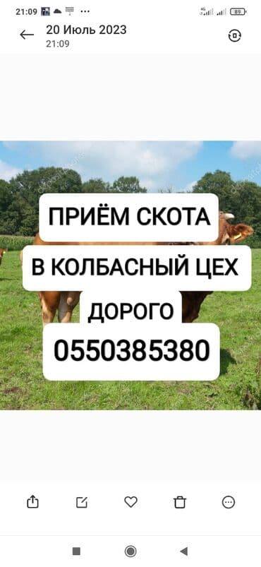 цены породистых собак: Куплю | Коровы, быки, Лошади, кони, Другие с/х животные | Круглосуточно, Любое состояние, Забитый — 1