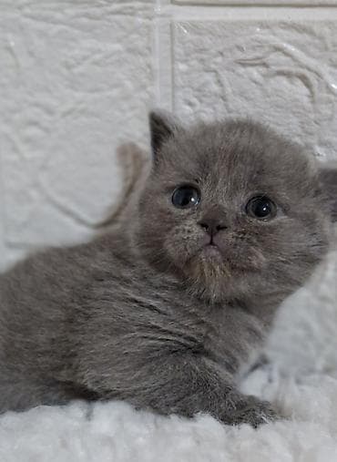 кошка девочка: Продаётся шотландская девочка,скоттиш-страйт,возраст 1,5 — 10