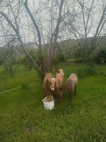 купить кормовых насекомых: Продаю | Ягненок | Арашан | Для разведения | Ярка — 6