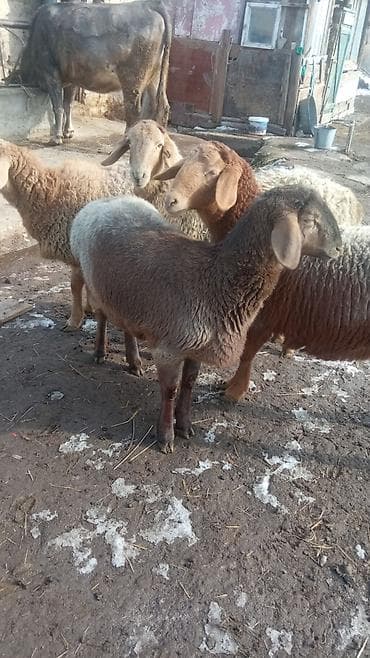 Кошки: Продаю | Овца (самка) | Полукровка | Для разведения | Матка — 6