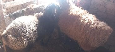стришка барана: Продаю | Овца (самка) | Для разведения — 10