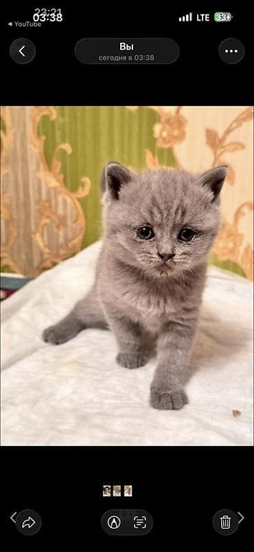 кошка породы мейн кун: Шотландские котята (скоттиш-фолд и скоттиш-страйт) - Порода — 2