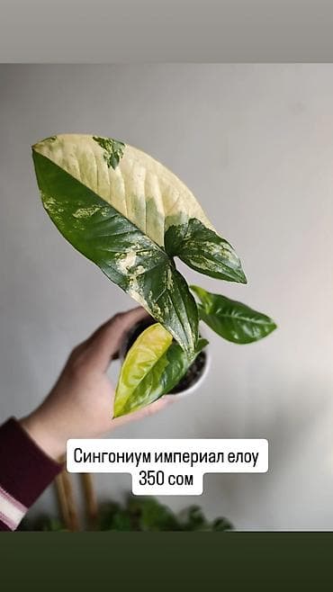 орхидеи сколько стоят: Распродажа сортовых комнатных растений, цены и названия указаны на — 1