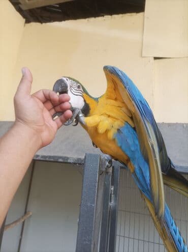попугай неразлучник купить: Ара сине-жёлтая (Blue-and-yellow Macaw) - Яркое оперение: насыщенные — 3