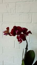 орхидея заказать: Большой выбор цветущих сортовых орхидей высота растений 35 см — 6