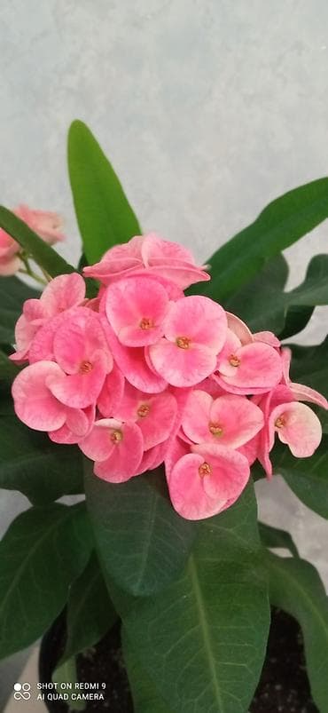 чистокровный тай: Тайский молочай — 2