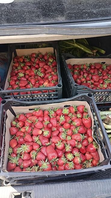 калиброванная черешня: Клубника — 1