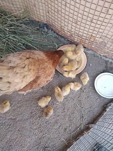 цеплята бройлер: Продаю | Куры | Домашняя | Для разведения — 1