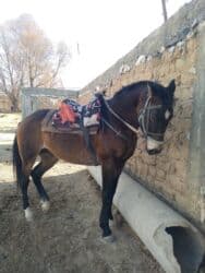 продажа щенков немецкой овчарки в бишкеке с документами: Продаю | Конь (самец) | Конный спорт — 4