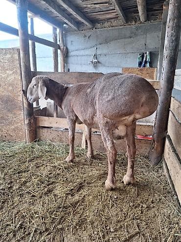 кошка мышык: Сатам | Кочкор (эркек) | Көбөйтүү үчүн | Асыл тукумдуу — 3