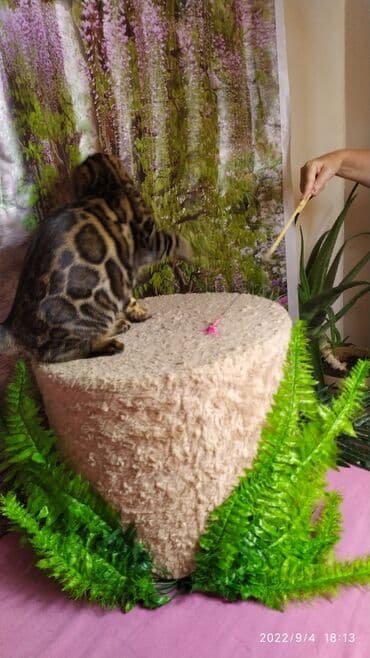 сколько стоит котенок британской золотой шиншиллы: Красивейшая бенгальская кошечка 6мес. Профессиональный Питомник — 8