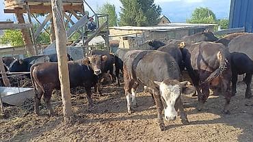 обезьяна живая: Продаю | Бык (самец) | На откорм — 3