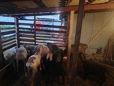 продаю кошара ферма: Продаю | Овца (самка) | Полукровка | На забой — 2