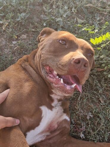 акустические системы koss колонка в виде собак: Питбуль, 9 айлык, Эркек — 3