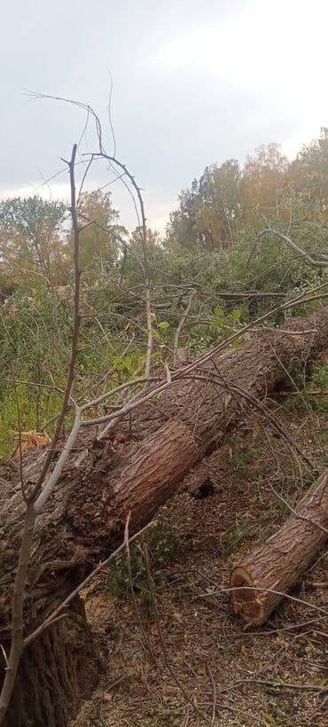 уголь каракече бешсары шабыркуль каражыра доставка бишкек купить: Дрова/распил древесины с поваленных деревьев - На фото — — 2