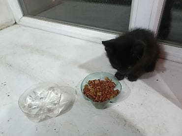 домашний животные: Кошка даром: Беспородная, 2 месяца, Девочка, Приучена к лотку — 5