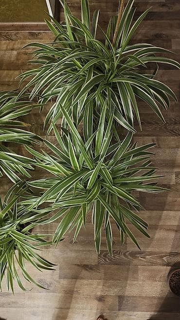 сингониум серый призрак цена: Дорого
Несколько штук разных размеров
Горшки глиняные
Хлорофитум — 2