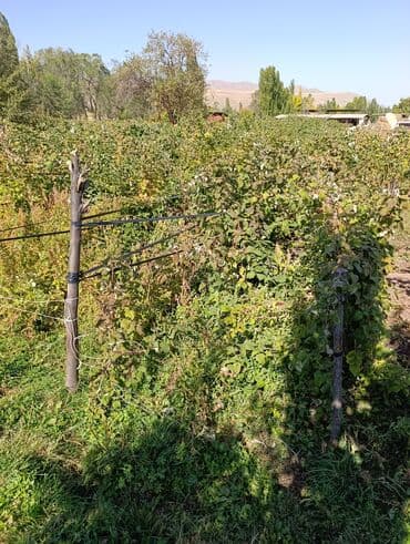 саженцы шиповника: Малина — 2