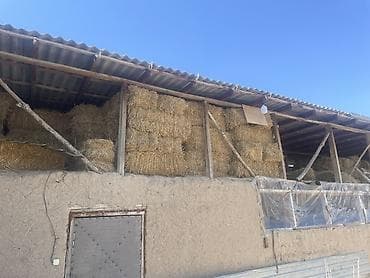 корма для коров: Арпа саман не дорого 180 Сомов — 2