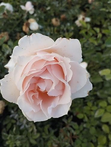 яблоки груши и сливы: Плодовые саженцы и розы для сада - Ассортимент: яблоня, груша, слива — 5