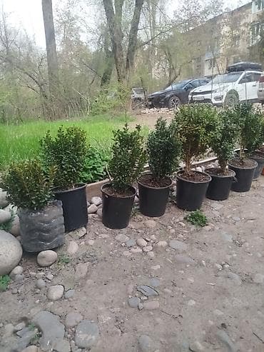 самшиты круглые: Самшит вечнозелёный в контейнерах - Кусты самшита (Buxus — 1