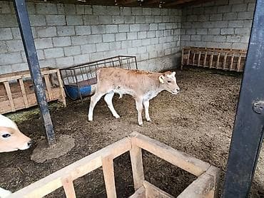 грызуны домашние: Продаю | Музоо, торпок | Полукровка | На откорм | Искусственник — 1