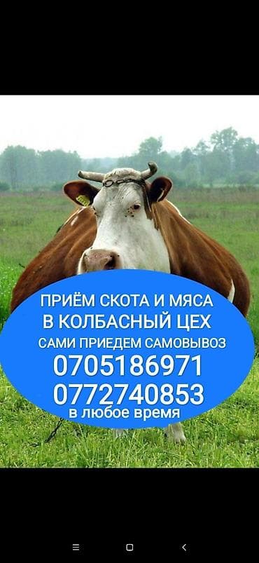 Колбасный цех : Коровы, быки, Лошади, кони, Другие с/х животные, | Круглосуточно, Любое состояние, Забитый