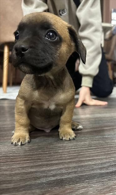 милые собаки: Продаются очаровательные породистые щенки смешанной породы. Малышам 2 — 3