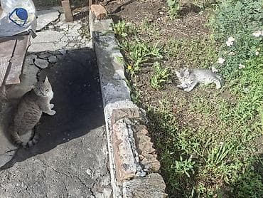 чёрные котята: 2 месяца, Девочка, Приучена к лотку — 1