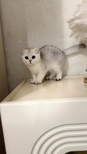 бенгалы котята: Продаются шотландские котята. Скоттиш Фолд. Девочка. Серебристая — 5